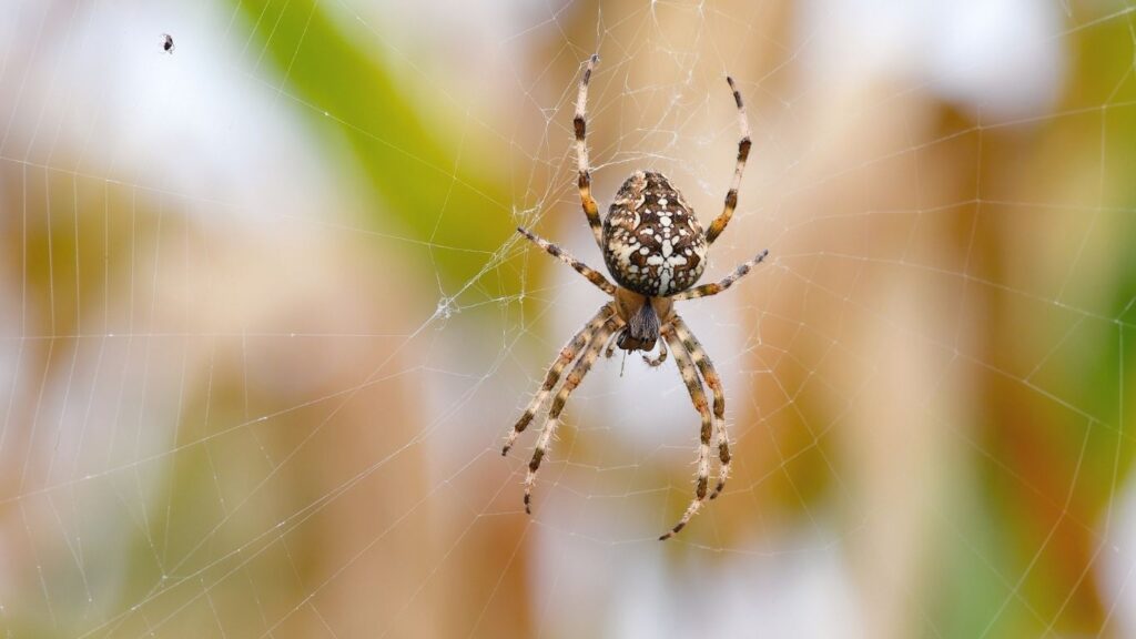 spider